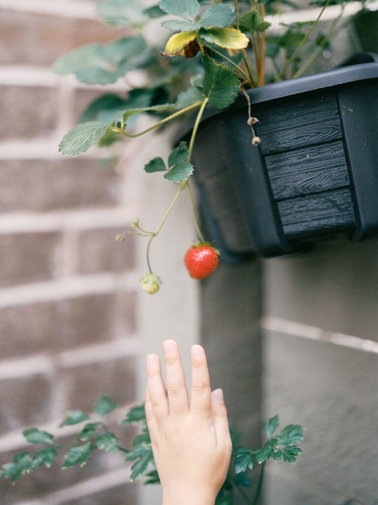 A little girl reaching for the strawberry she grew in her family's backyard.