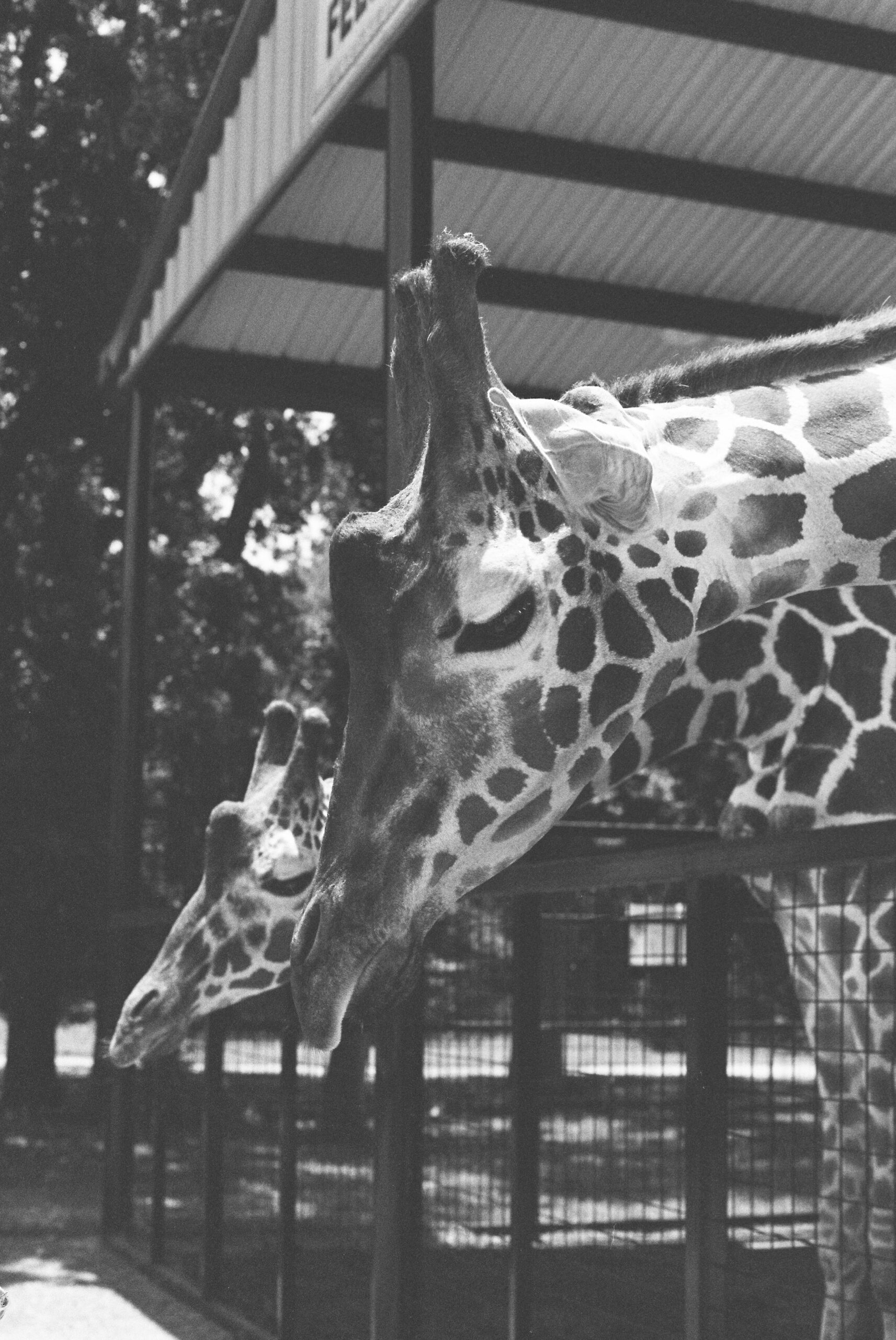 Dallas Zoo E036 scaled - dallas zoo